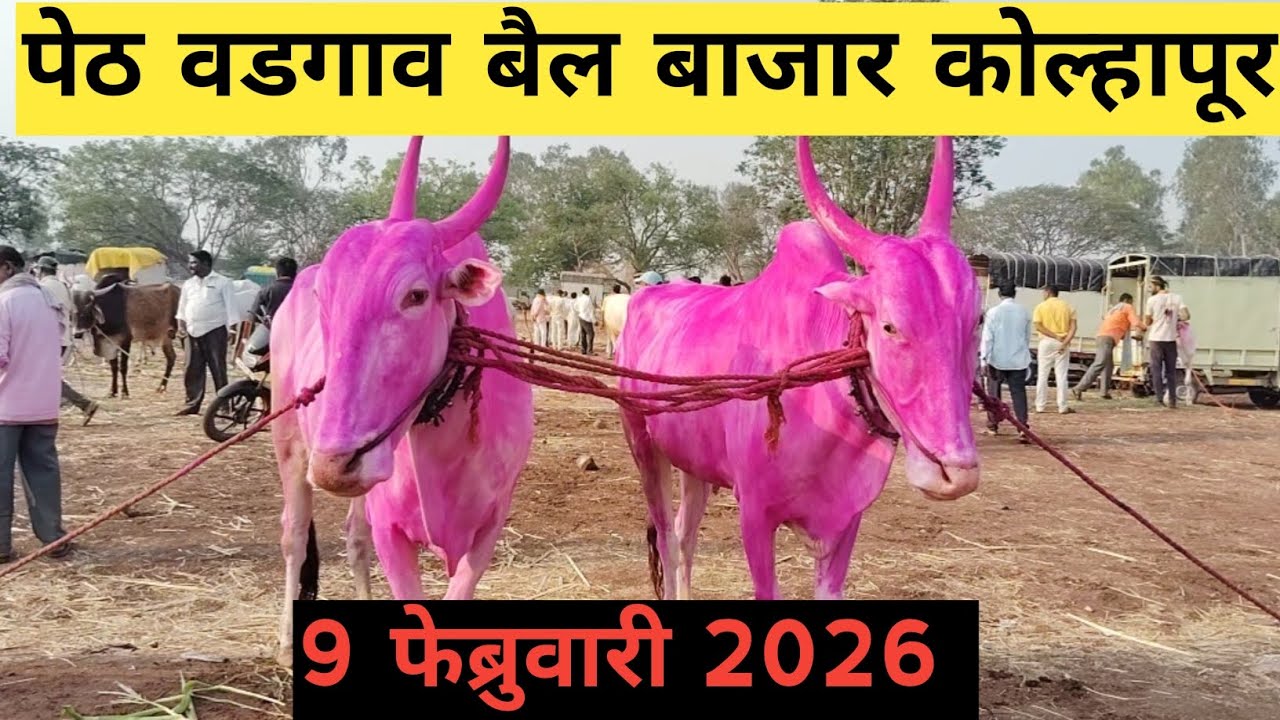 पेठ वडगाव बैल बाजार कोल्हापूर #bailbajar 