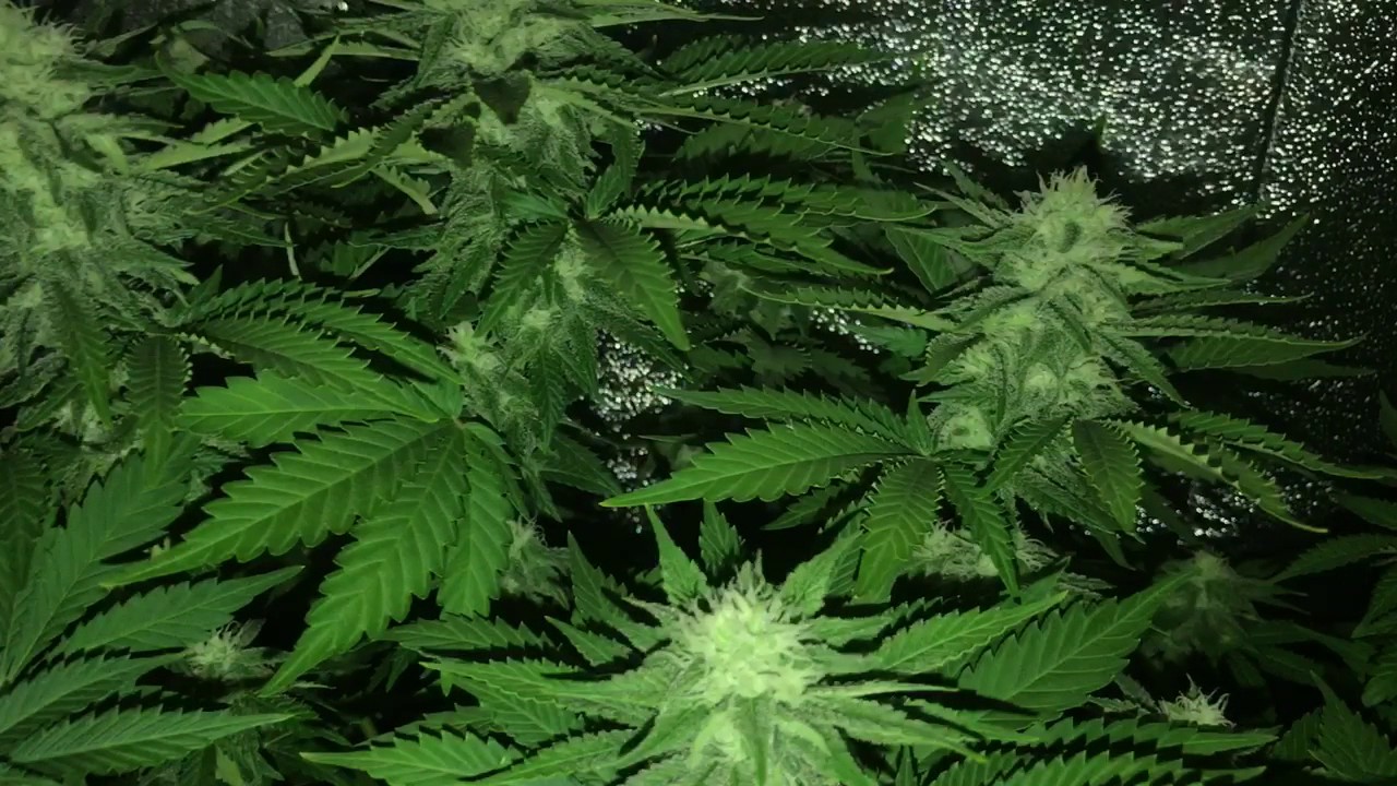 Matanuska Thunder Fuck Day 31 flowering.