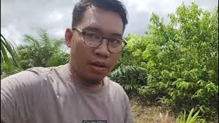 Causes of Small Oil Palm Tree Stumps: Post-Eid Survey...