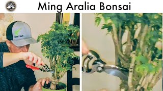 Aralia Ming Bonsai (pre-bonsai)