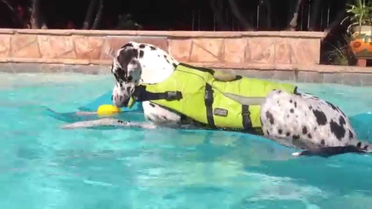 Great Dane Gus jumps on his raft