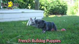 Sweet French Bulldog Puppies