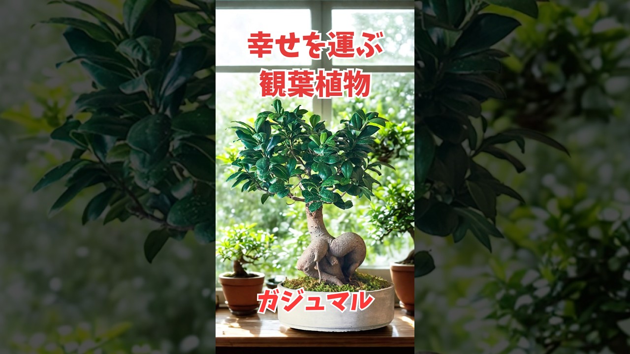 ガジュマルの木に宿る“精霊”】─あなたの家に幸せを運ぶ植物 