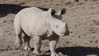 Rhino Meets the Crash by San Diego Zoo Safari Park 4,652 views 3 years ago 59 seconds