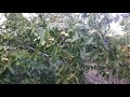 Урожайность грецкого ореха Песчанский