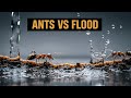 A Sudden Flood Hit The Ant Colony