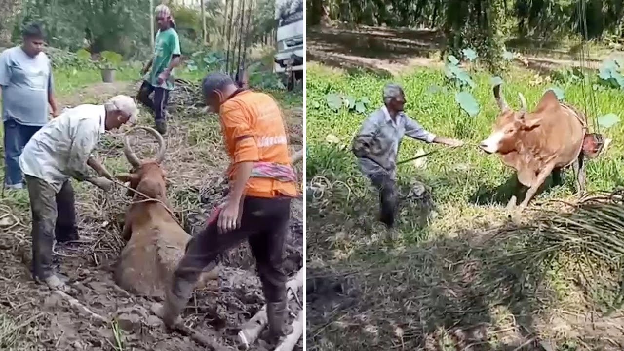 Ox Rescued After Two Days Stuck In Swamp