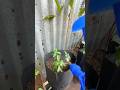 Watering my plants #homegardening #organicgardening #farming #biofertilizer #watering
