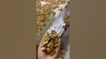 walnut Kernels, 185 walnut kernels, xin 2 walnut, china walnut