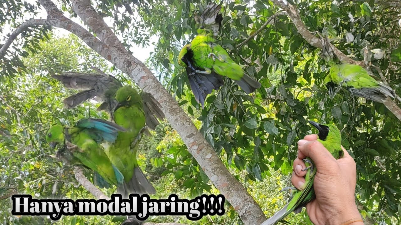 Mikat cucak ijo hanya menggunakan jaring, poin banyak!!