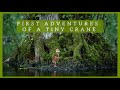 First Steps of a Tiny Crane in  a Fairytale Forest | Breeding Cranes in Germany