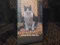 Most of this Artist's Income is From Pet Portraits
