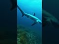 thresher sharks are always giving side eye