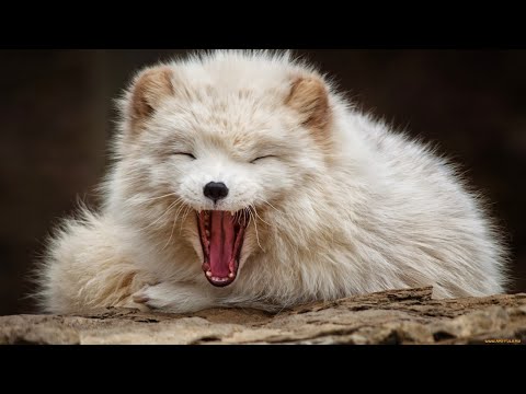Песец жалуется на жизнь )) HOW ARCTIC FOX VOICE SOUNDS