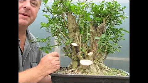 Bonsai - Getting Something From Nothing!