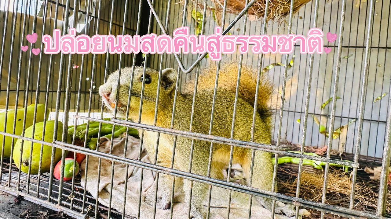 ปล่อยนมสดคืนสู่ธรรมชาติ แต่❗️นมสดไม่ไป 