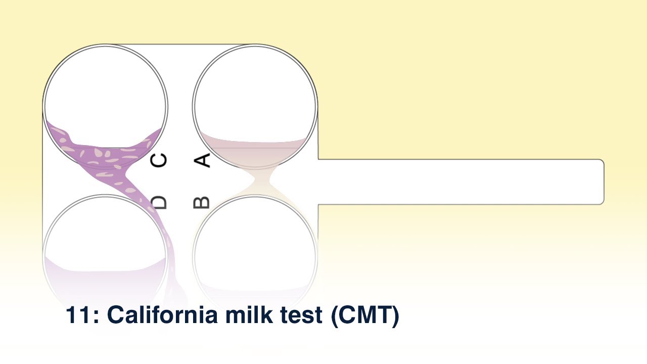 11 California milk test (CMT) YouTube