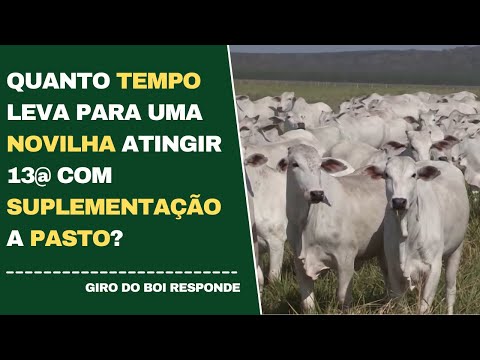 QUANTO TEMPO LEVA PARA UMA NOVILHA ATINGIR 13@ COM SUPLEMENTAÇÃO A PASTO?