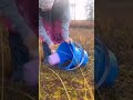 Beautiful harvest form on groped #from #harvest #short #comedy