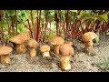 КАК вырастить много белых грибов на своем участке