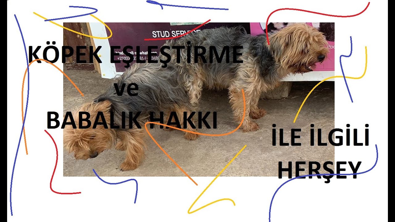 Kopek Eslestirme Ve Babalik Hakki Youtube