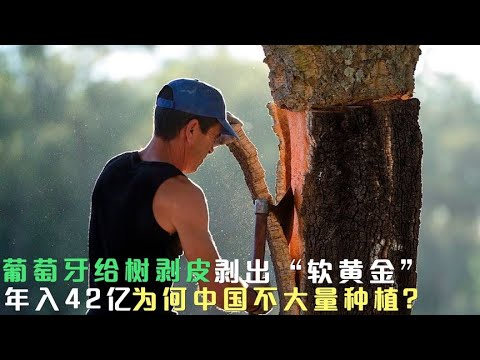 Vidéo: Peeling Tree Bark - Pourquoi l'écorce s'écaille-t-elle de mon arbre