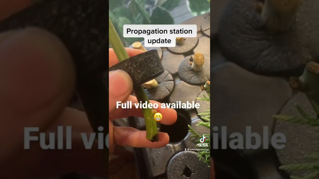 Fig|cherry propagation update & cold frame