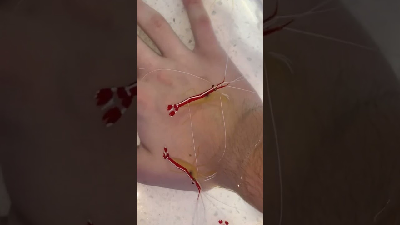 Его ещё не продезинфицировали?!!! 😱