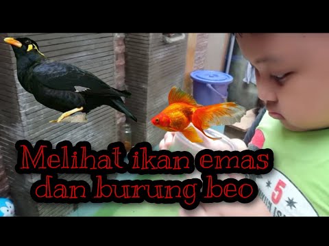 Video: Reproduksi Burung Beo Ikan Akuarium