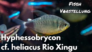 Hyphessobrycon cf. heliacus Rio Xingu | Liquid Nature Fisch Vorstellung by Liquid Nature 7,479 views 2 months ago 5 minutes, 18 seconds