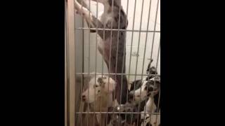 Great Dane Rescue Midwest