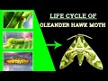 Oleander Hawk-Moth || Life Cycle || Army Green Moth || Dephnis Nerii ||
