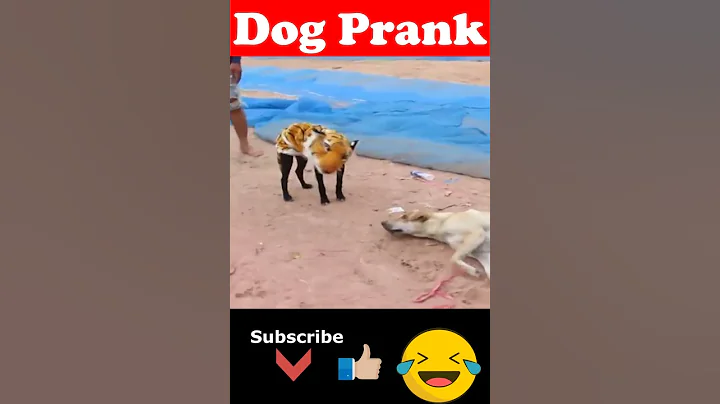 🐯Prank Dog 😂 | Dog Wear Tiger Mask Fake Tiger So Funny Dogs Prank Try To Stop Laugh 2023 #shorts 🐕 - DayDayNews
