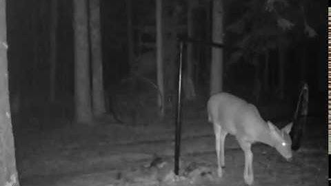 Stealth Cam Model - STC-G45NG