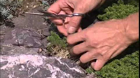 Kde najdete literaturu o skalkách a skalničkách?