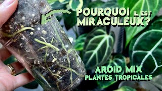 Mon substrat pour🌱 plante tropicale 💸 ECONOMIQUE💸 et Polyvalent