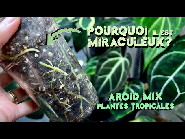 Molly's Aroid Mix - Meilleur terreau d'empotage d'intérieur hors-sol par  VERYPLANTS