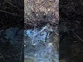 #habibi #ducks #duckpond #lake #nature #travel #craigscompost