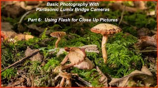 Basic Photography with Panasonic Bridge Cameras Part 6: Using flash for close ups.