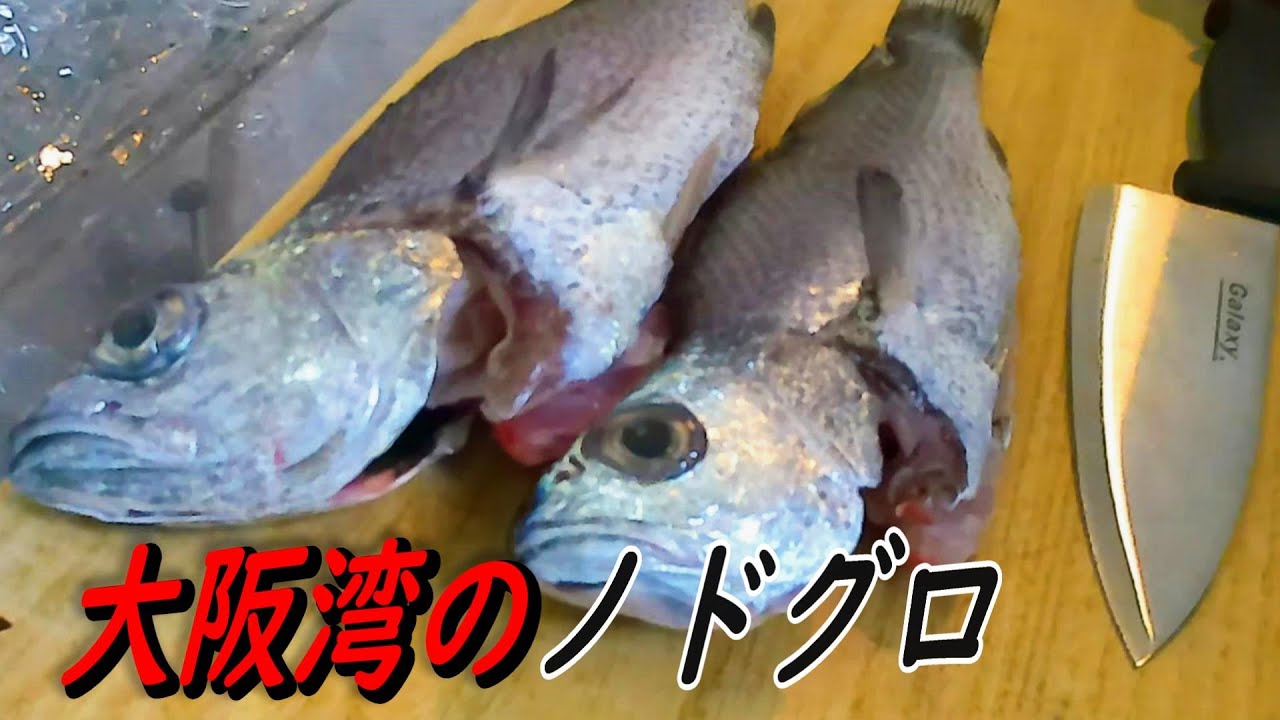 知ってますか？隠れた高級魚【クログチ】#炙り　#魚を捌く　#刺身