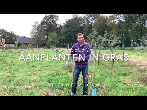 voedselbos in gras aanplanten