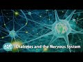 Diabetes and the Nervous System