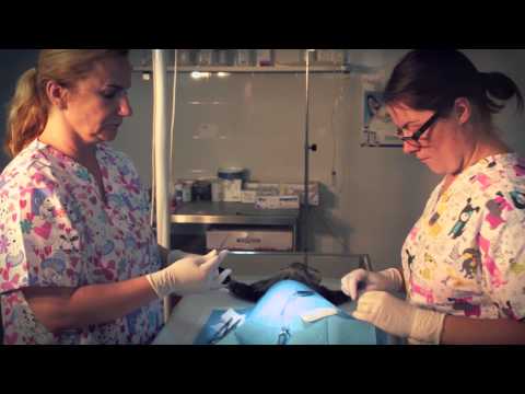 Video: Liečba Orálnymi Blchami A Kliešťami