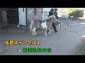 【松原ステーブルス】 放牧場に向かう馬たち