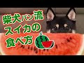 柴犬パン流 スイカの食べ方 【豆柴】