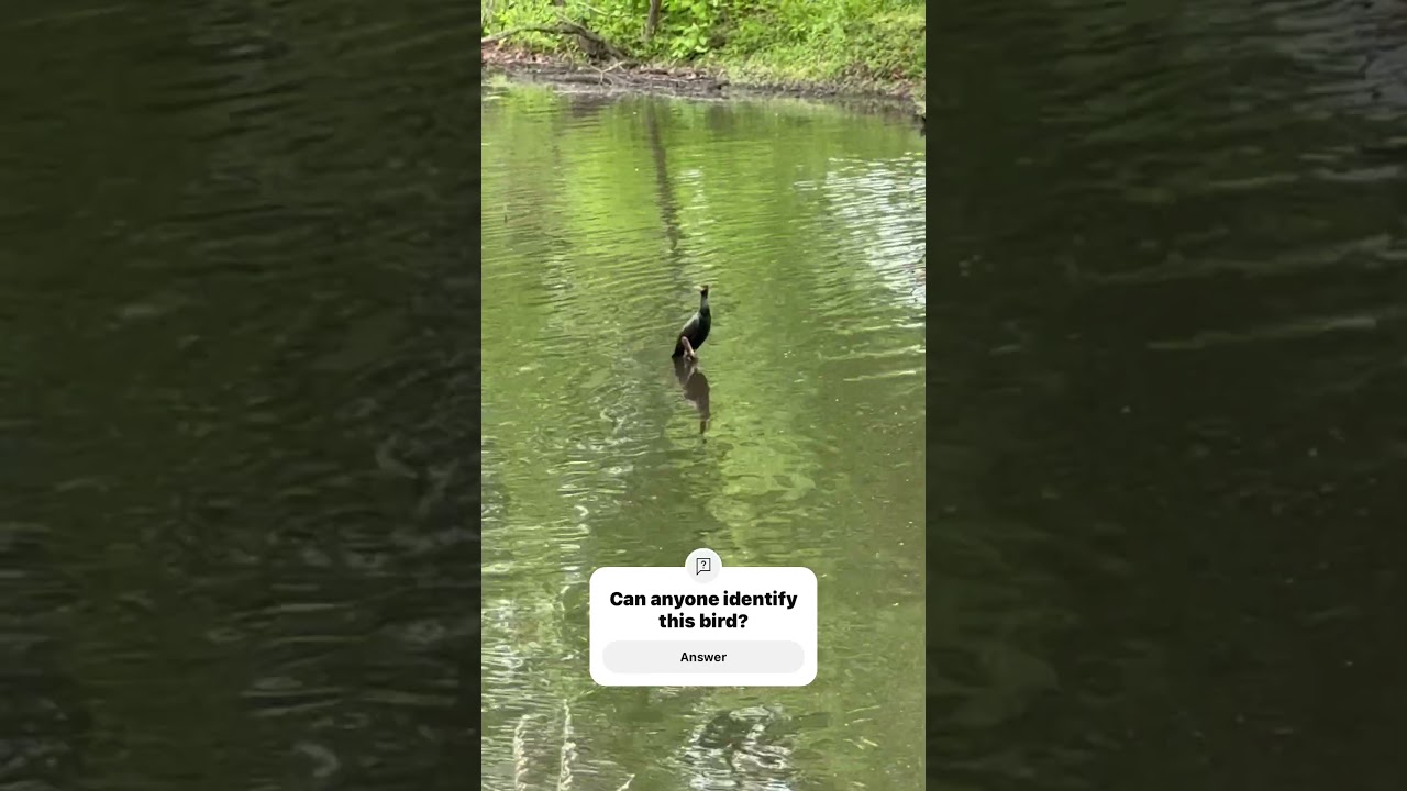 While talking Seven & Bunky for a walk, we came across this unknown bird.🦢 