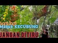 Mukbang Kecubung | lagi lagi mabuk kecubung| Gagal Herping || JANGAN DITIRU  Berbahaya !!