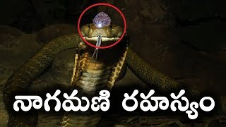 పాము తలలో నాగమణి ఉంటుందా || Mystery Behind Naga Mani || T Talks