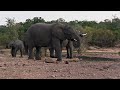 Learning to Drink, African Watering Hole, Intrepid Travel from Mikhail S. 🐘