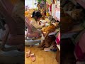 年轻的 捣师 就是闹腾猫咪 狗狗 这小猫谁养谁不迷糊啊 猫狗双全 年轻的 捣师 就是闹腾猫咪 狗狗 这小猫谁养谁不迷糊啊 猫狗双全